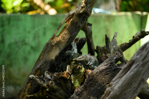 Green iguana on tree trunk. Reptile in park terrarium