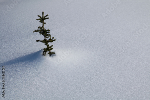 A single, small evergreen tree is surrounded by fresh snow 