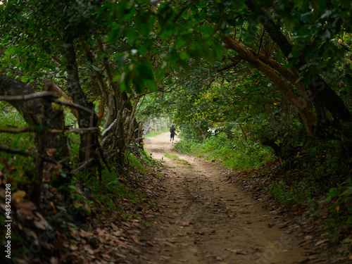 Running track in tropical forest at morning time photo