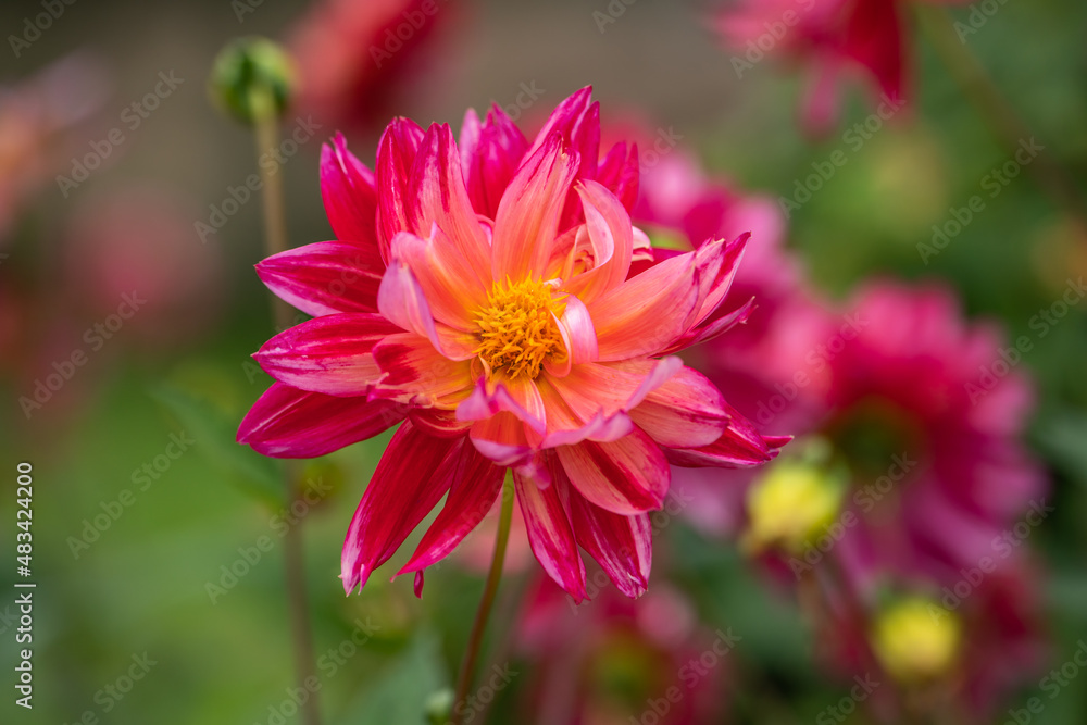 Close up of Dahlia flower. Close up of Dahlia flower.