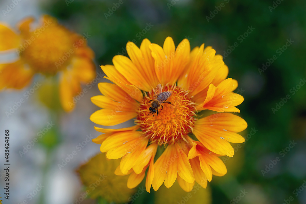 Close Up beautiful Bee macro on flower. Close Up beautiful Bee macro on flower.