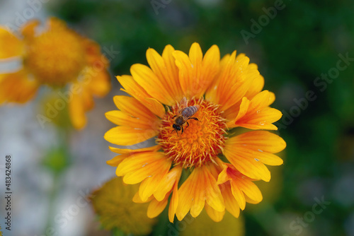 Close Up beautiful Bee macro on flower.