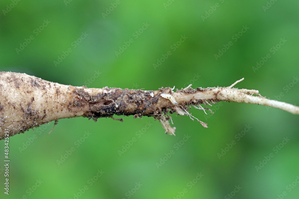 Radish root damaged by larva of cabbage fly (also cabbage root fly, root fly or turnip fly) - Delia radicum on damaged root of oilseed rape (canola). It is an important pest of brassica plants. Radish root damaged by larva of cabbage fly (also cabbage root fly, root fly or turnip fly) - Delia radicum on damaged root of oilseed rape (canola). It is an important pest of brassica plants.