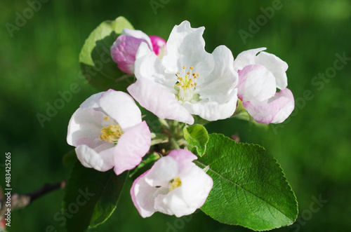 Blossoming branch of an apple tree on a natural background of greenery.