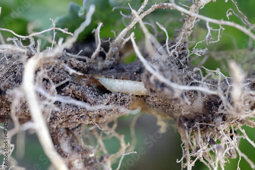 Larva of cabbage fly (also cabbage root fly, root fly or turnip fly) - Delia radicum on damaged cauliflower root. It is an important pest of brassica plants such as broccoli, cauliflower 