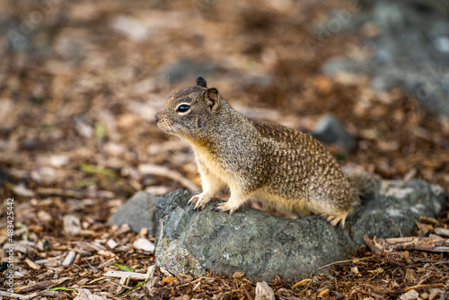 California ground squirrel (Spermophilus beecheyi) sits on a stone.