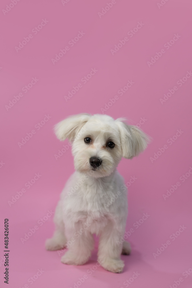 Dog grooming theme. White maltese after grooming his hair. Pet salon. Dog's hygiene care. Dog on pink background. Copy space Dog grooming theme. White maltese after grooming his hair. Pet salon. Dog's hygiene care. Dog on pink background. Copy space