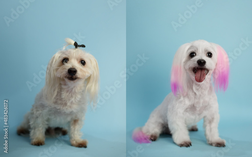 Wall Mural Dog grooming theme before and after result