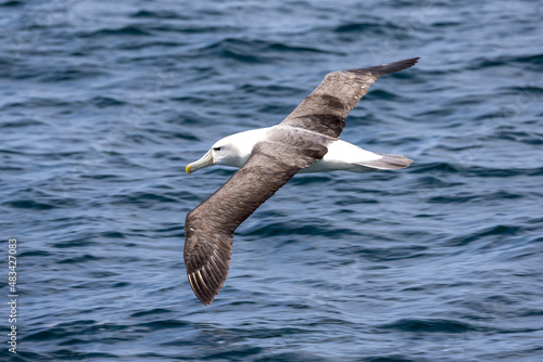 White-capped Mollymawk in Australasia photo