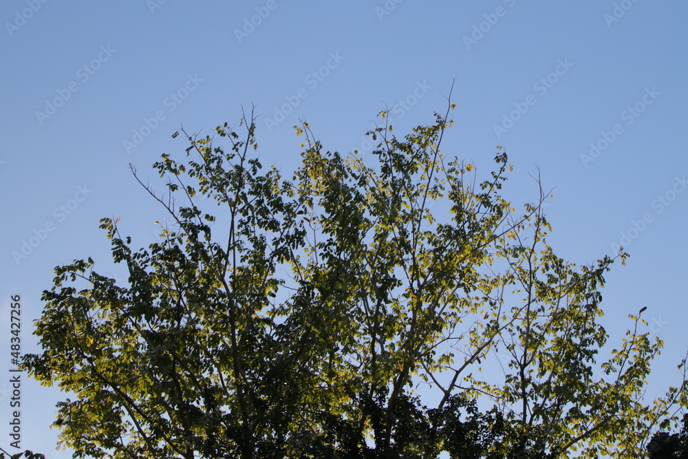 Beautiful light,silhouette and blue sky in the morning Beautiful light,silhouette and blue sky in the morning