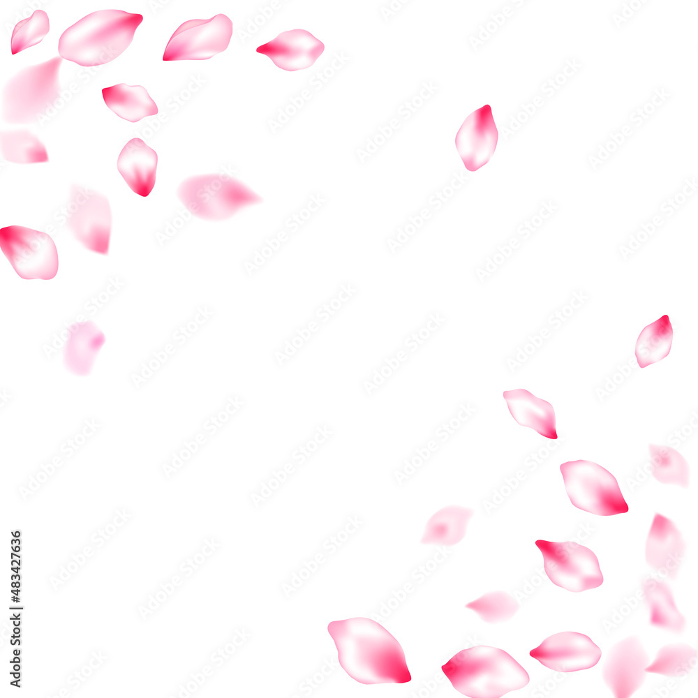 Pink cherry blossom petals isolated