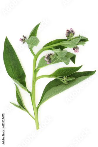 Comfrey herb leaves used in herbal plant medicine to treat skin problems, burns, swelling, sprains and bruises. Is anti inflammatory, treats arthritis and gout and eases diarrhoea. On white.