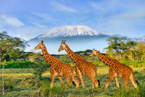 Giraffen und der Kilimandscharo im Amboseli Nationalpark 