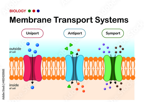 Biological diagram show comparison and difference between membrane transport system, uniport, symport and antiport photo