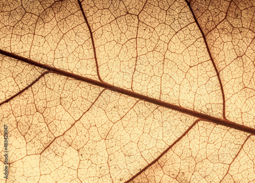Macro image of a leaf showing the amazing details in leaves and also the amazing colors found in them also,Backgrounds, Abstract Backgrounds, Leaf, Autumn, Nature 