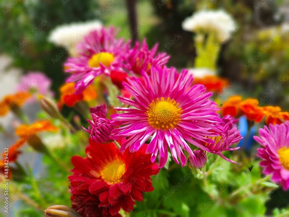 Fototapeta premium flowers in the garden