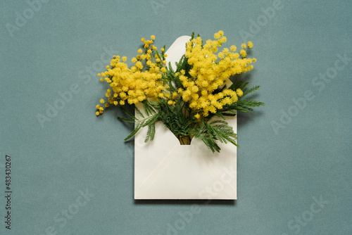 Blooming mimosa plant with yellow flowers in a white envelope on blue paper background