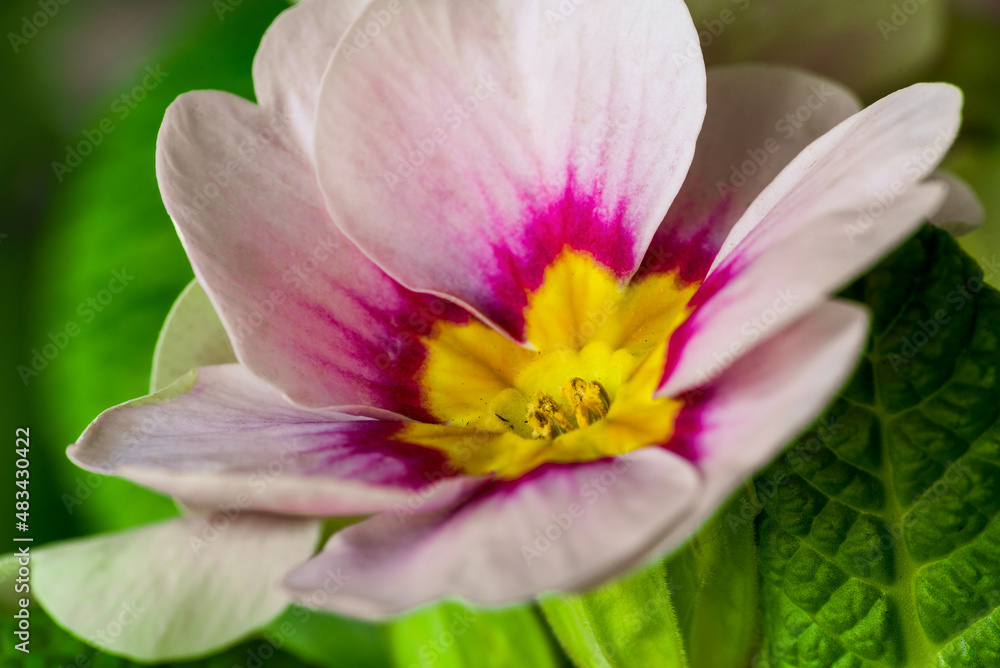 Bright rose primula flowers blooming in spring. Close-up. Bright rose primula flowers blooming in spring. Close-up.