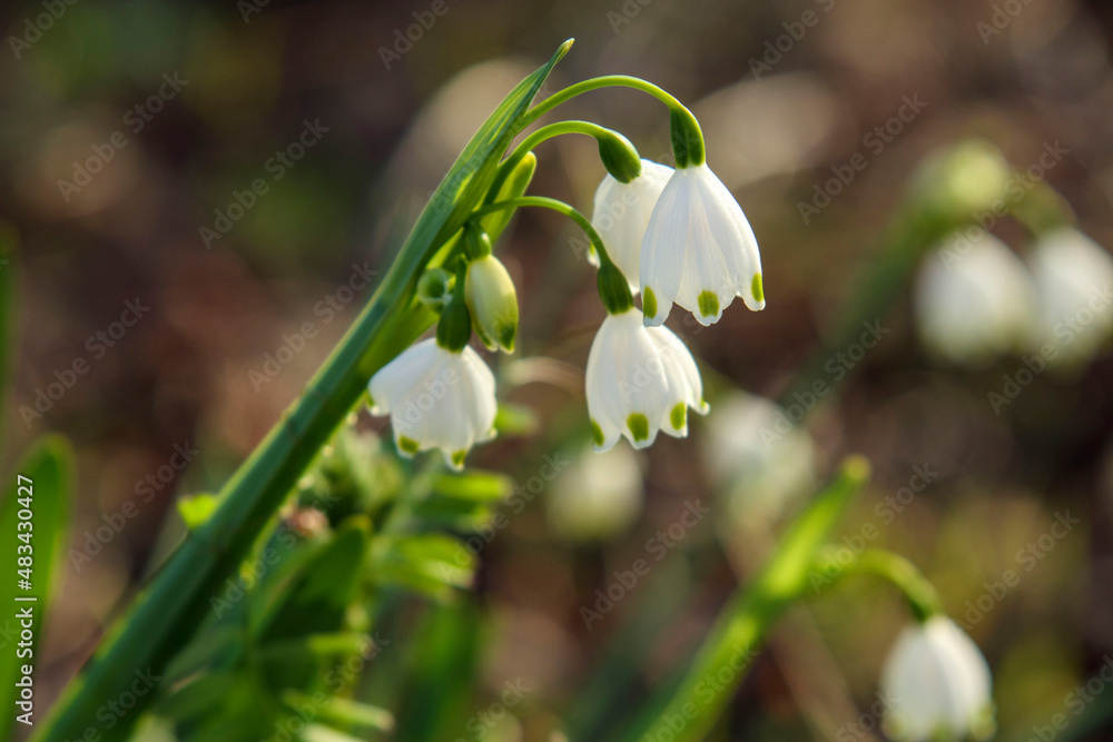 Obraz premium 白くて小さな可愛い花「スノーフレーク」