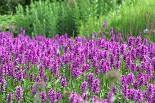 Purple spikes of Betony or Bishops Wort in flower © Alexandra