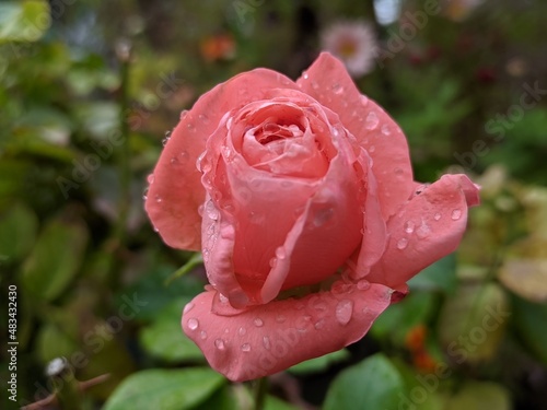 pink rose with water drops