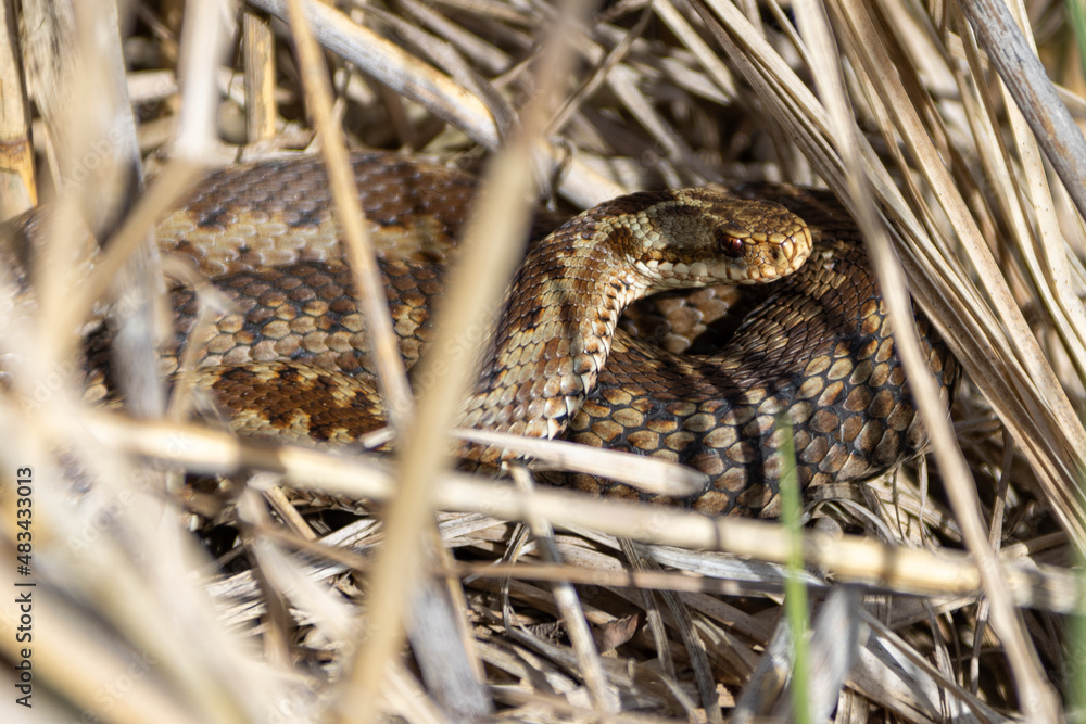 Fototapeta premium Kreuzotter