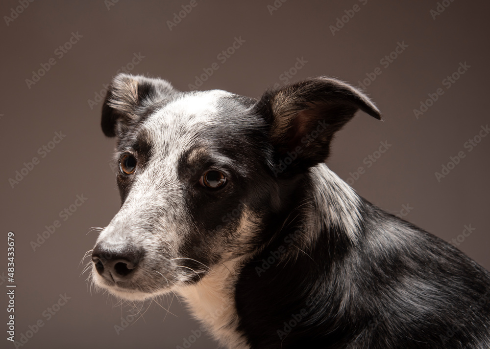 Border collie blue heeler mix portrait in studio on dark background Border collie blue heeler mix portrait in studio on dark background