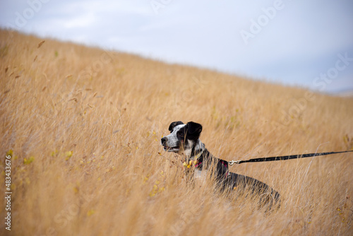 Young border collie blue heeler mix walking up a hill in a field of grass and flowers