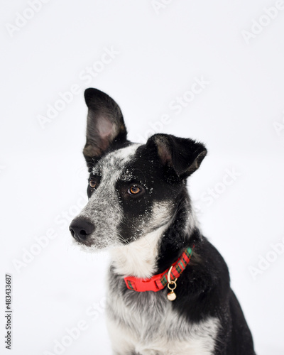 Border collie blue heeler mix outside in winter with snow on face and wearing a red seasonal collar