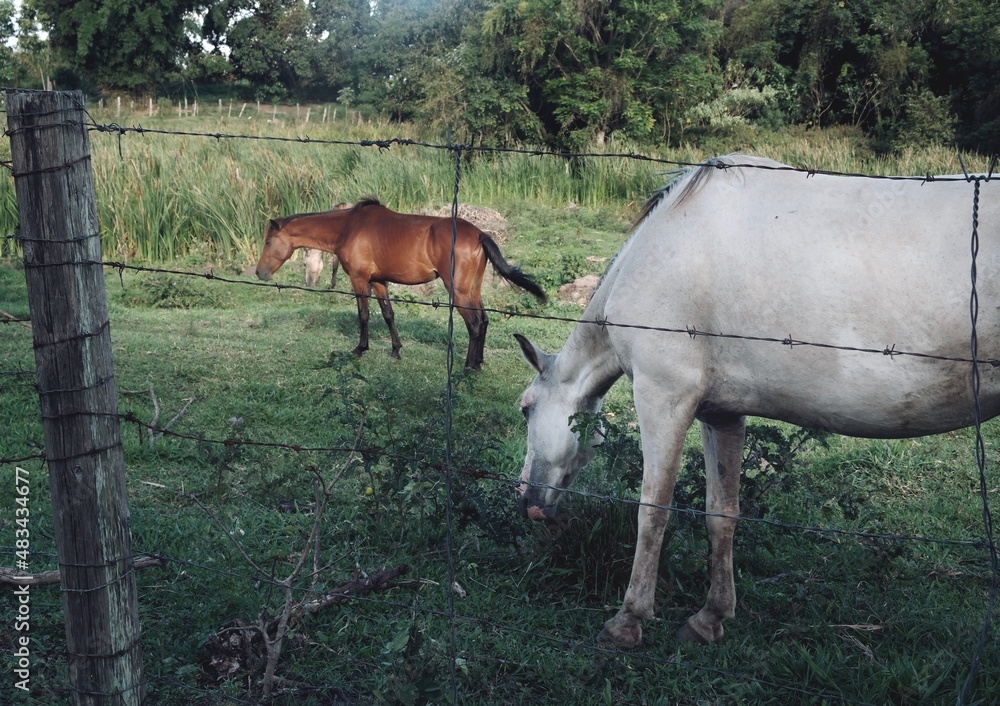 Obraz premium horses in a meadow