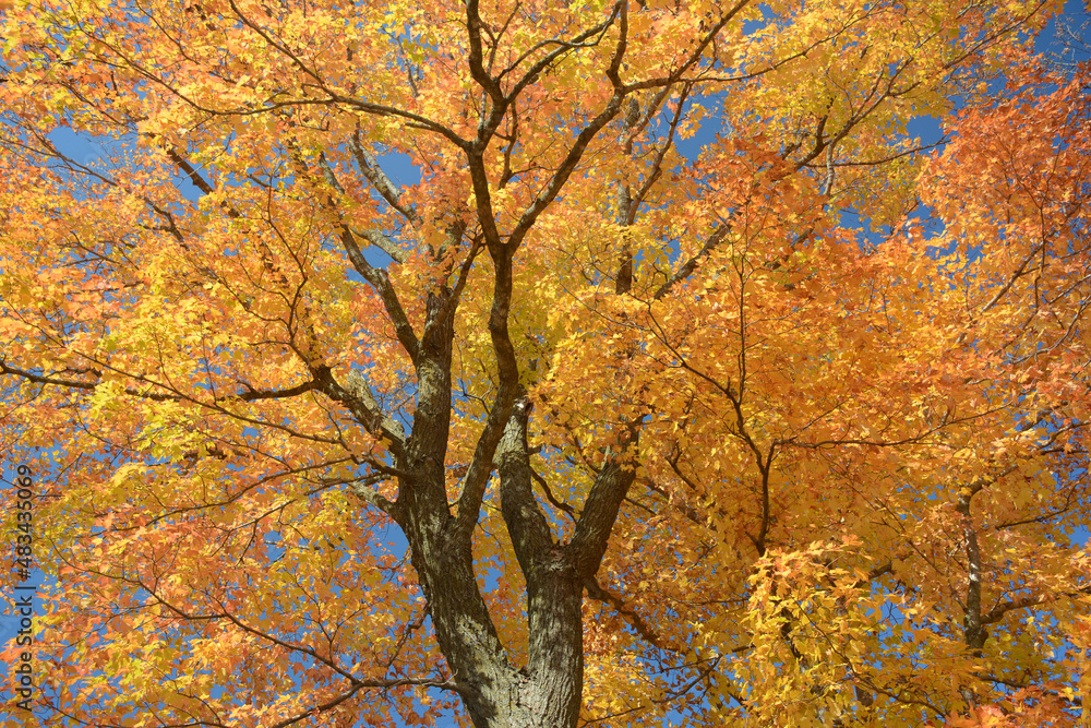Bright Autumn Maple Tree Foliage Bright Autumn Maple Tree Foliage