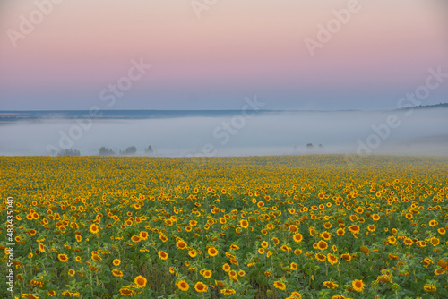 field of sunflowers in morning fog  meadow in fog  morning fog in field