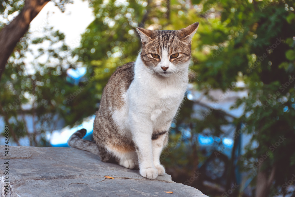 cat sits on rock on street and looks into camera cat sits on rock on street and looks into camera