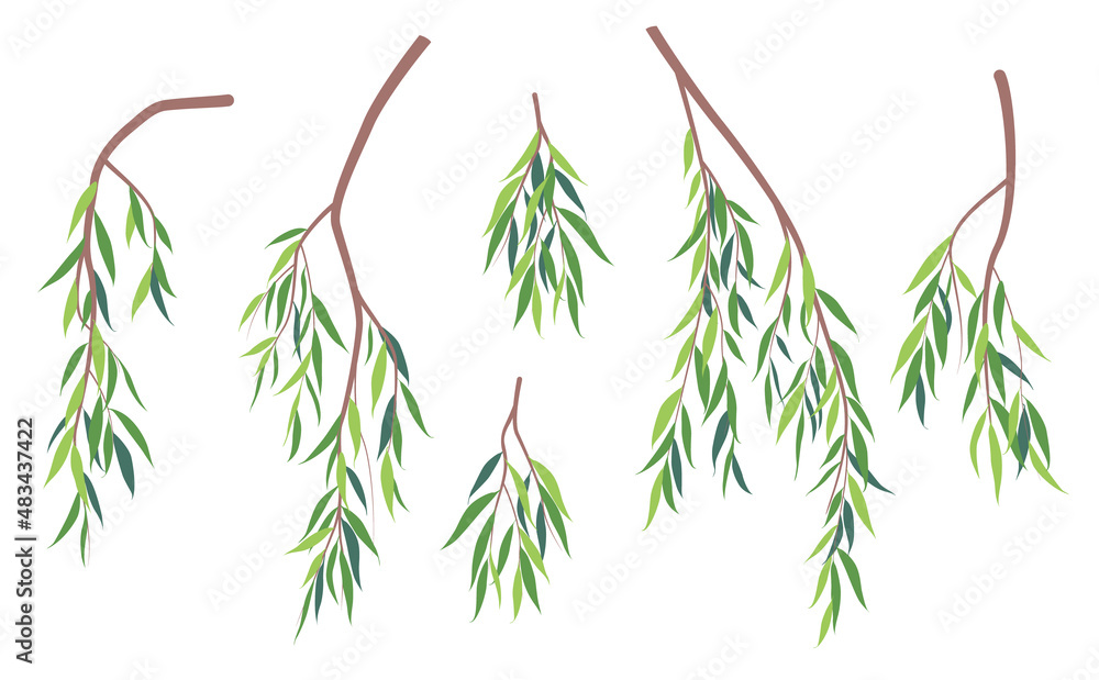 Simple Green Weeping Willow Branches. - obrazy, fototapety, plakaty 