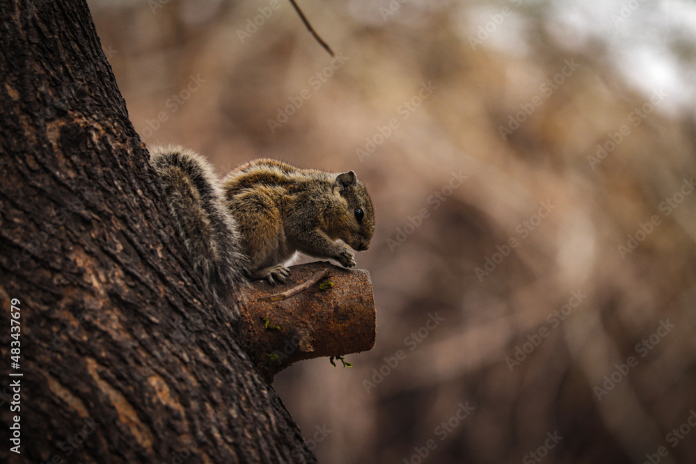 Obraz premium Squirrel on a tree
