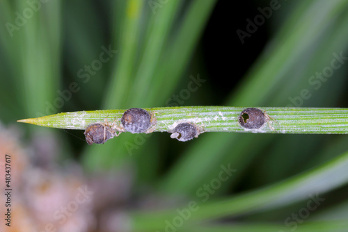 Parasitised waxy grey pine needle aphid - Schizolachnus pineti is common and widespread in Europe and parts of Asia and introduced to North America. Insects on pine needles.