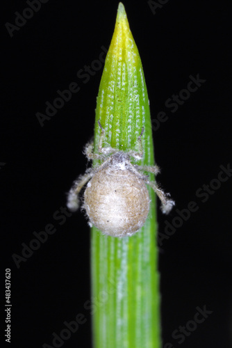 Parasitised waxy grey pine needle aphid -  Schizolachnus pineti is common and widespread in Europe and parts of Asia and introduced to North America. Insects on pine needles. photo