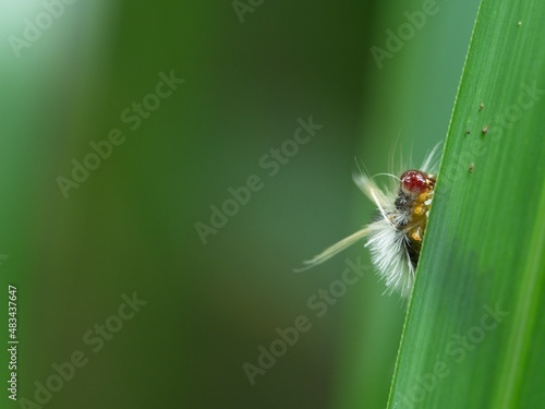 Closeup of a brightly colored hairy catepillar hiding behind leaf in Vilcabamba, Ecuador. photo