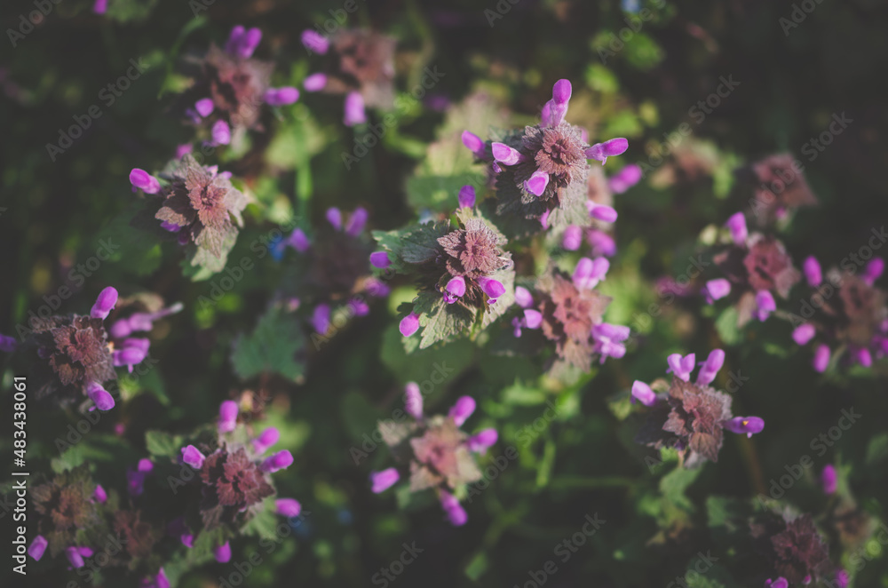 purple scented herb red dead nettle in green meadow purple scented herb red dead nettle in green meadow
