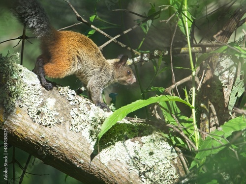 Closeup of a bushy tailed Guayaquil Squirrel (Sciurus stramineus) running along tree branch in Vilcabamba, Ecuador. photo