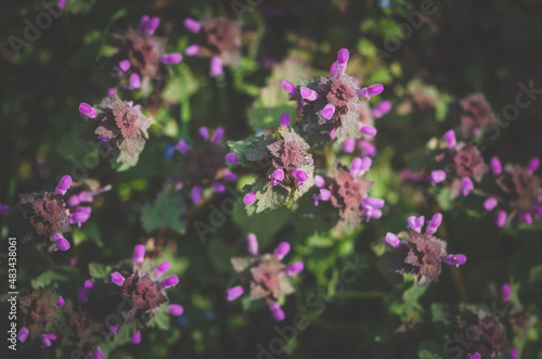 purple scented herb red dead nettle in green meadow