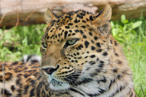 male leopard closeup showing facial details and spotted pattern