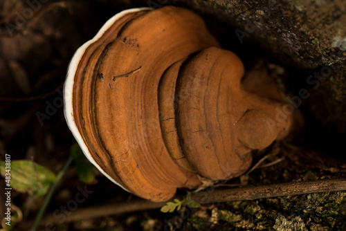 Orelha de pau nas suas várias formas. Urupê (Pycnoporus sanguineus), também conhecido como orelha de pau, é um fungo que costuma crescer sobre troncos de árvores. photo