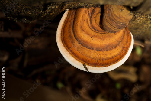 Orelha de pau nas suas várias formas. Urupê (Pycnoporus sanguineus), também conhecido como orelha de pau, é um fungo que costuma crescer sobre troncos de árvores. photo