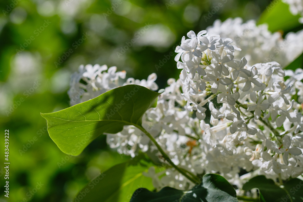 Branch of white flowers on a blurred background. Shallow depth of field. Branch of white flowers on a blurred background. Shallow depth of field.