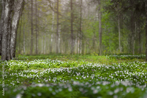 Forest glade full of white spring flowers