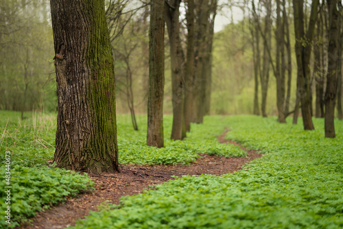 Path through the spring forest with fresh greenery