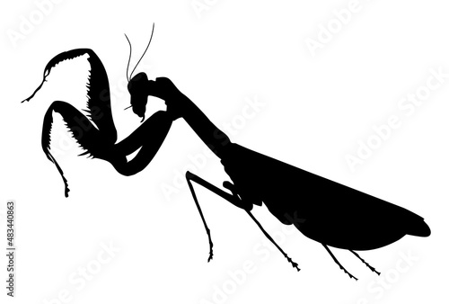 silhouette of a  mantis insect vector