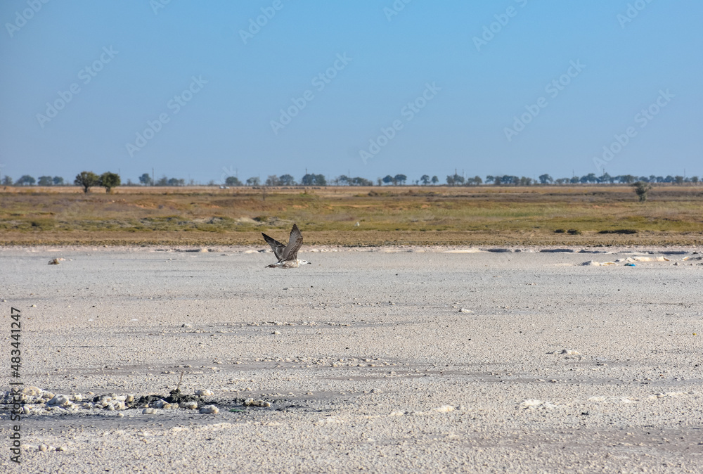 therapeutic mud in dried salt lake, salt lake, bottom of salt lake therapeutic mud in dried salt lake, salt lake, bottom of salt lake