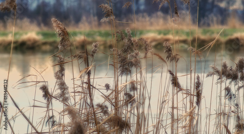 Vegetation by the water